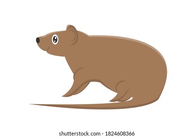 Brown Mouse with Wide Ears