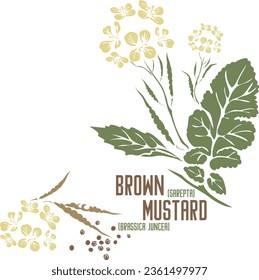 Brown mustard medicinal herb in color vector silhouette. Medicinal Brassica juncеа plant. Set of Sarepta mustard in color image for pharmaceuticals and coocking. Medicinal herbs color drawing.