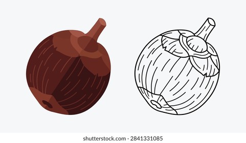Brown nutmeg spice seed with shell and outline sketch graphic