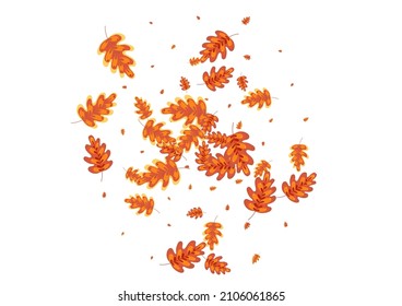 Brown Oak Background White Vector. Leaf Agriculture Illustration. Orange Leaves. Decorative Design. Green Acorn Object.