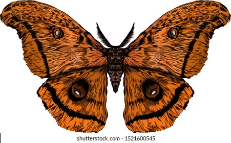 brown orange brown moth peacock's eye