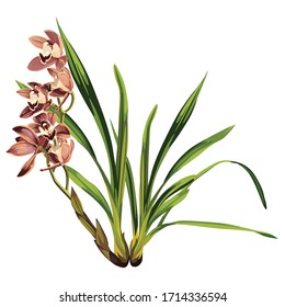 Brown orchid Cymbidium exotic tropical flower inflorescence isolated on white background. Flowering plant with buds, stem, roots, green leaves. Detailed realistic design illustration.