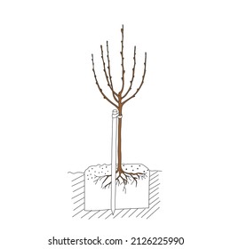 Dibujo de la mano del contorno marrón ilustración vectorial de un árbol sin hojas con raíces en primavera aisladas en un fondo blanco