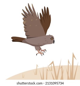 Brown owl predatory bird flies to the ground or attacks. Nature and wildlife, birdwatching and ornithology design. Vector cartoon or flat illustration.
