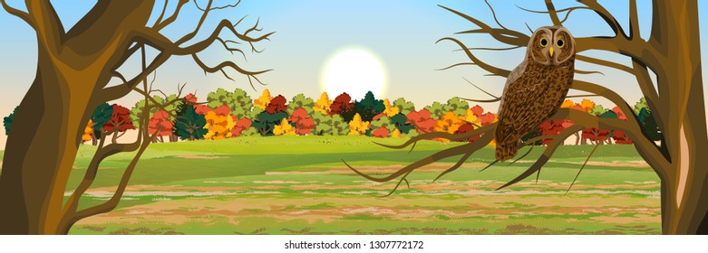 A brown owl sits on a tree in an autumn forest. Owl. Gray tawny. Wild animals and birds of Eurasia and Scandinavia. Strix aluco. Realistic Vector Landscape