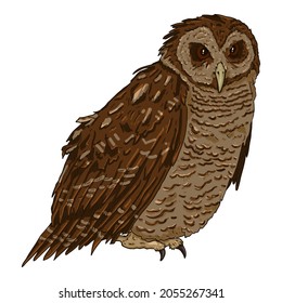 Brown Owl Vector Cartoon Illustration on White Background