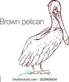 Brown pelican hand drawn vector illustration. Linear engraved art