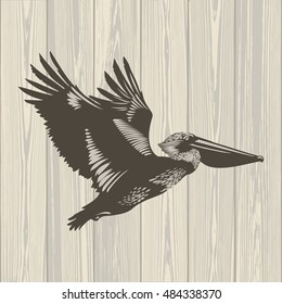 Brown Pelican on wooden background, illustration, vector 