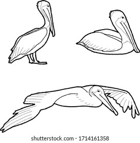 Brown Pelican Vector Illustration Hand Drawn Animal Cartoon Art