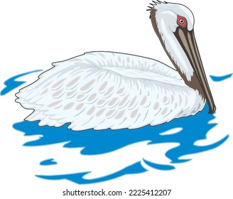 Brown Pelican in Water Vector Illustration