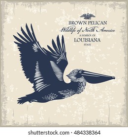 Brown Pelican, Wildlife of America, illustration, vector, vintage