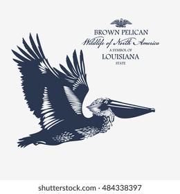 Brown Pelican, Wildlife of America, illustration, vector, blue color