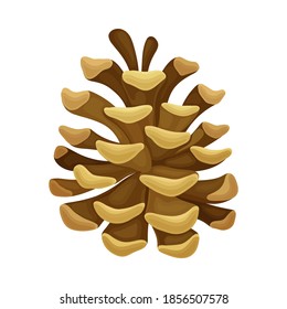 Brown Pine Cone with Spirally Arranged Scales Vector Illustration