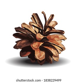 Cono de pino marrón. Ilustración del vector aislada en fondo blanco
