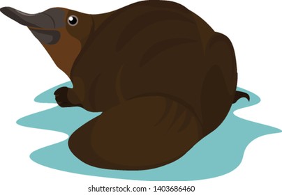 A brown platypus with an elongated bill, short tail, webbed feet, and dense fur, keenly looks to the left while lying on the water over white background , vector, color drawing or illustration.