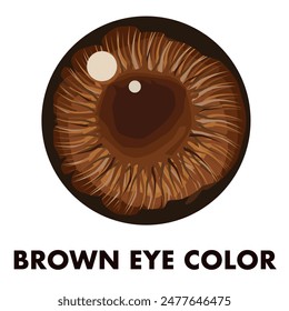 Brown pupil. Brown eyes. The pupil of the human eye. Illustration, vector. EPS 10.