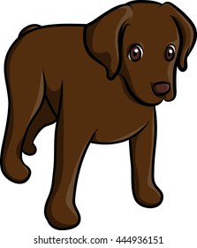 brown puppy