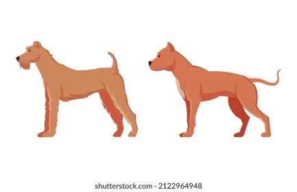 Brown Purebred Dog as Domestic Pet Animal in Standing Pose Side View Vector Set