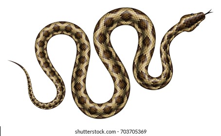 Brown python vector illustration. Isolated tropical snake on white background.