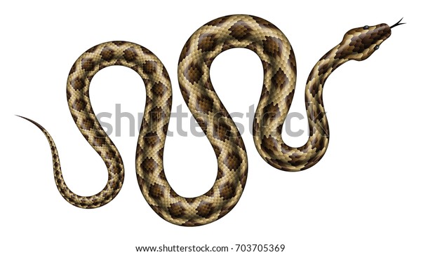 茶色のニシキヘビのベクターイラスト 白い背景に熱帯のヘビ のベクター画像素材 ロイヤリティフリー