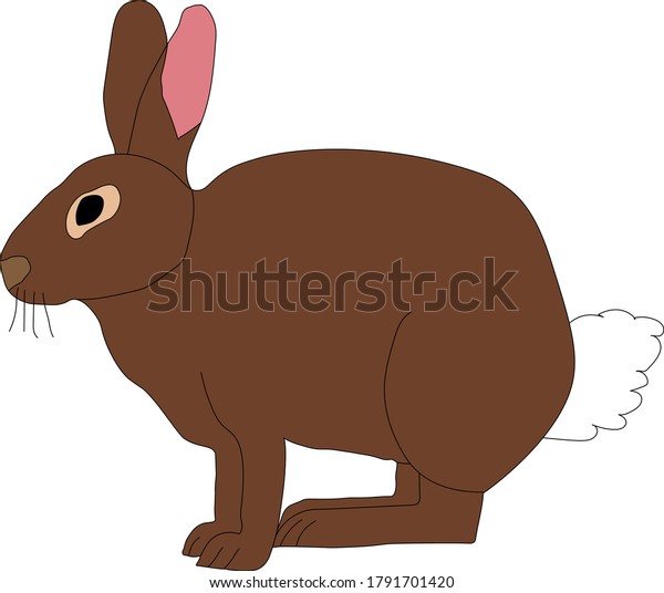 Brown Rabbit White Tail Vector Illustration Stock Vector (Royalty Free