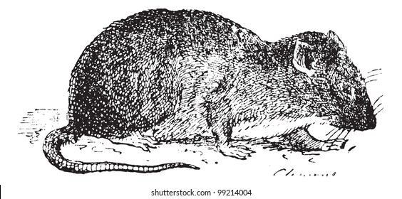 Brown rat or Common rat, Sewer rat or Hanover rat or Norway rat or Norwegian rat or wharf rat (Rattus norvegicus), vintage engraved illustration. Dictionary of words and things, Larive and Fleury 1895