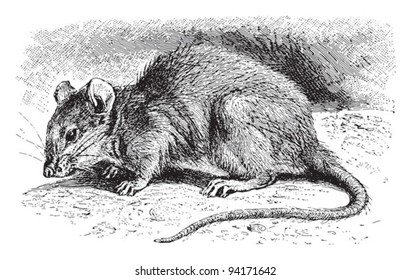 Brown rat (Mus decumanus) / vintage illustration from Meyers Konversations-Lexikon 1897