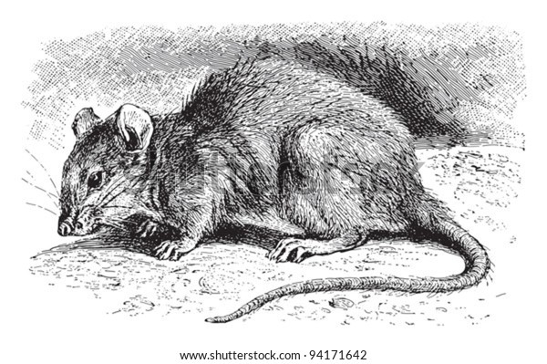 Brown Rat Mus Decumanus Vintage Illustration Stock Vector (Royalty Free ...