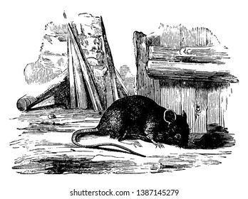 Brown Rat also referred to as common rat, vintage line drawing or engraving illustration.