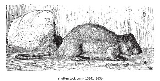 The brown rat, vintage engraved illustration. From Deutch Vogel Teaching in Zoology.
