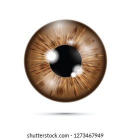 brown realistic eyeball