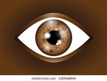 brown realistic eyeball
