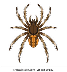 Ilustração de aranha reclusa marrom isolada. Vetor de aracnídeo perigoso para sinais de alerta e temas de biologia.