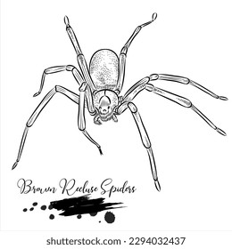 Brown Recluse Spiders, realistic insect animal sketch, vector illustration