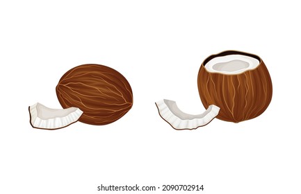 Brown ripe exotic coconut set. Whole and half fresh tropical juicy fruit vector illustration