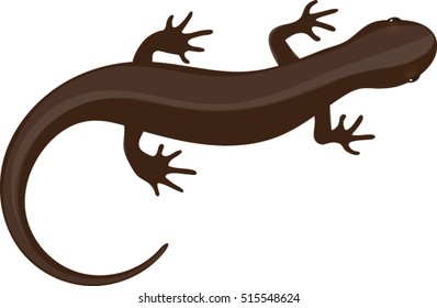 Brown Salamander - Vector Illustration