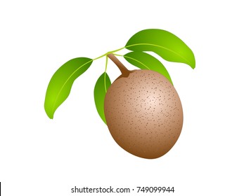 Brown Sapodilla Fruit with Green Leaf - Cartoon Vector Image