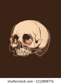 brown scary skull line art