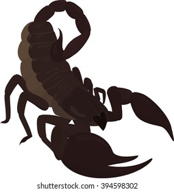 brown scorpion with stinger tail isolated on white 