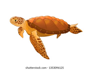 brown sea turtle