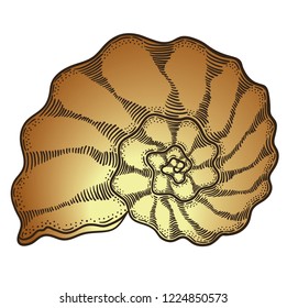Brown seashell vintage engraving illustration on white backgroud. Line art shell icon.