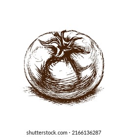 Brown sketch of single tomato in classic engraved style on white
