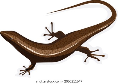 Brown skink illustration, on a white background, shadow, lizard, reptile, animal, isolated, nature, white, wildlife,
tail, newt, brown, salamander, common, dragon 	