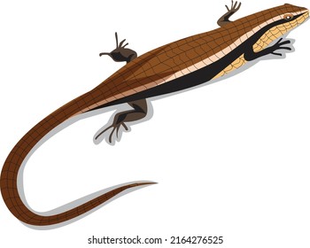 Brown skink vector illustration, on a white background.