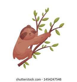 Brown sloth on a branch. Vector illustration on white background.