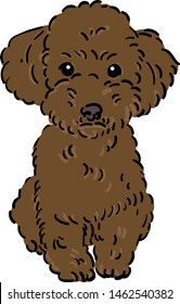 Brown small and pretty toy poodle