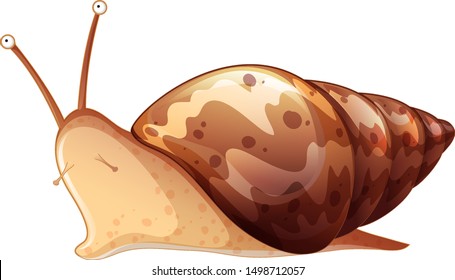 Brown snail on white background illustration