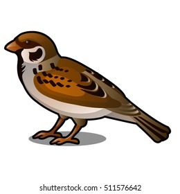 Brown Sparrow isolated on a white background. Vector illustration.
