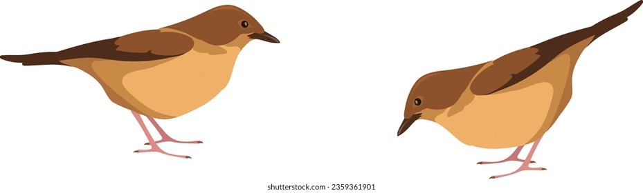 Brown sparrows sit on ground. Wild nature birds isolated on white background