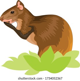 brown squirrel in its habitat